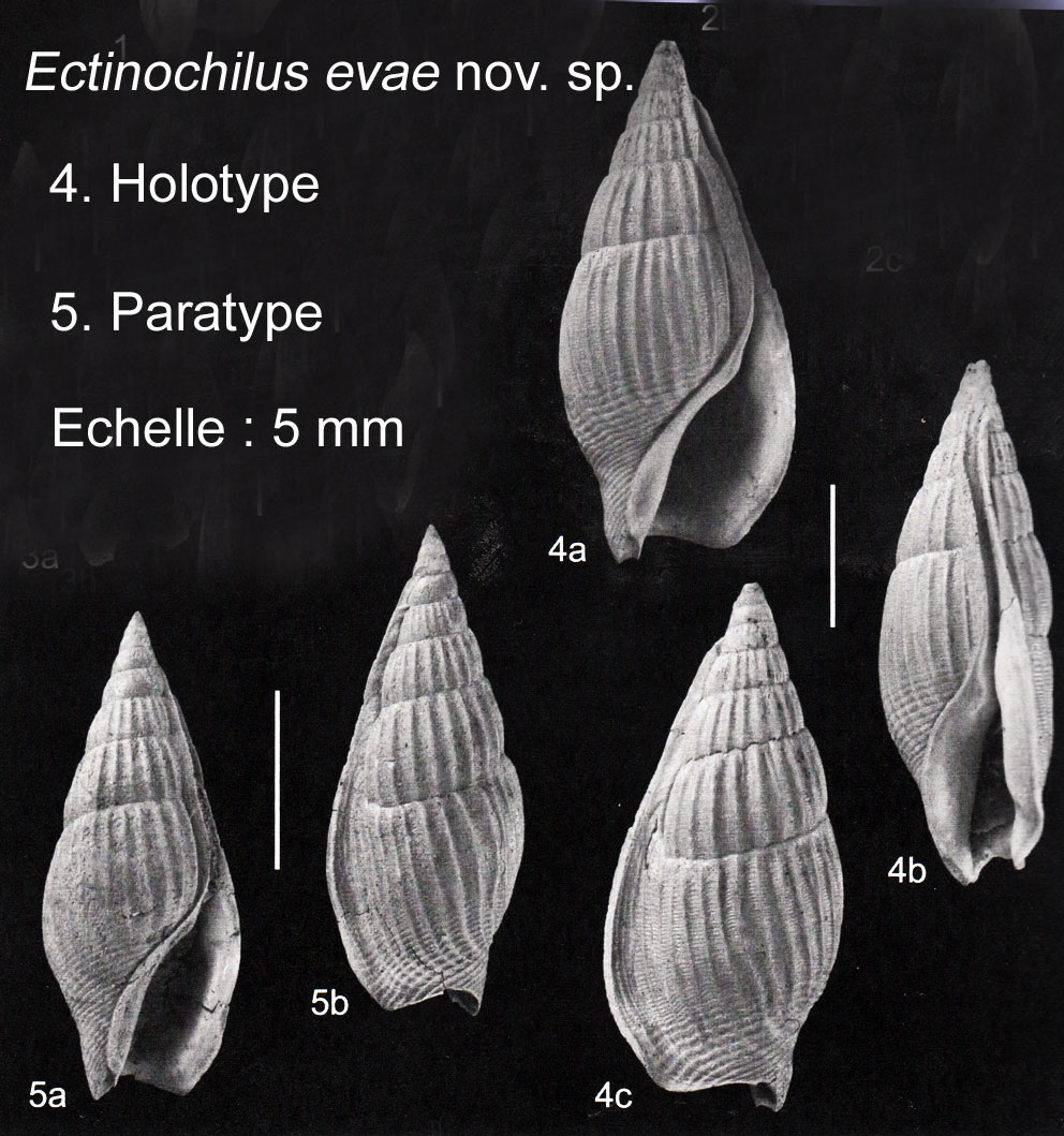 Ectinochilus